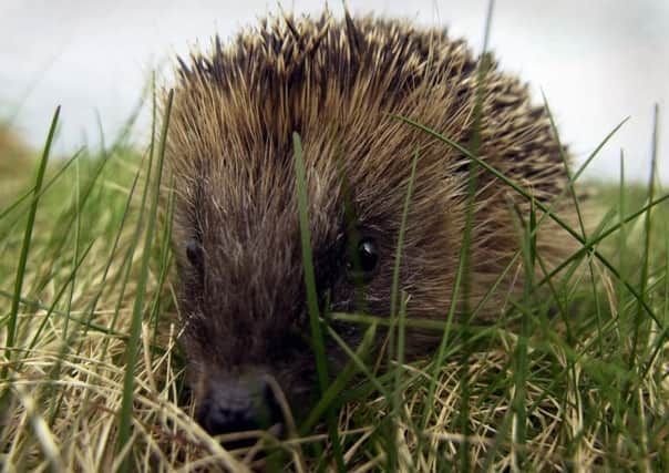 Hedgehog numbers are falling and the animals need all the help they can get says a reader. See letter