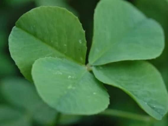 Clover