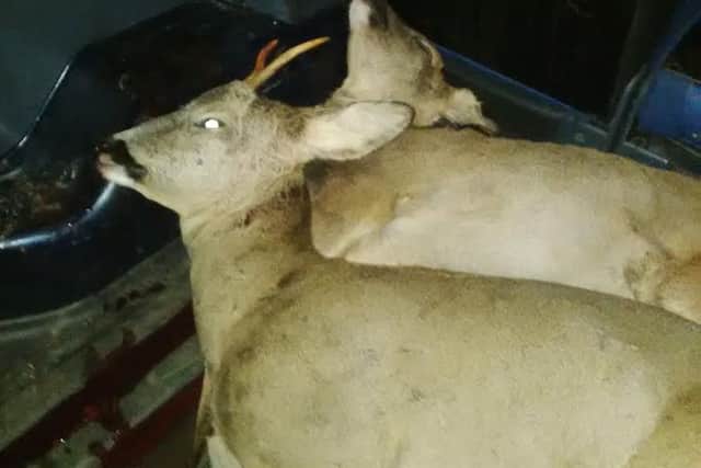 Deer which had been poached by Alan Douglas, 51, of Beech Avenue, Bilsborrow. He pleaded guilty to two offences at Lancaster Magistrates Court on May 5.