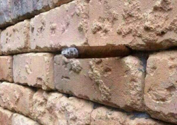 What do you see? The image has gone viral