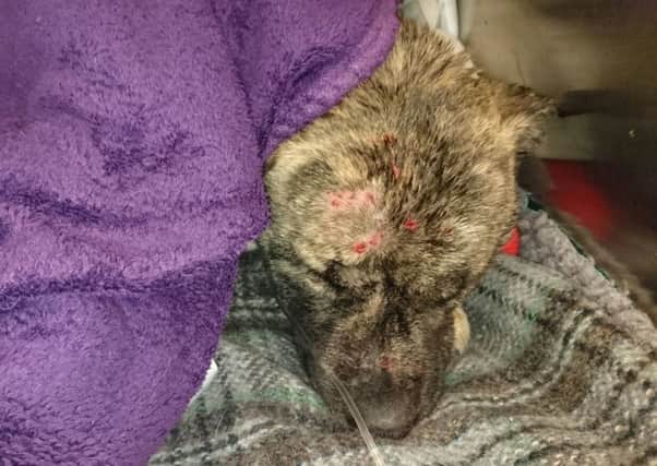 Dingo the dog was beaten and thrown in the canal by his former owner Joel Finlay, 25, previously of  Smith Street, Adlington.He has since been rescued and rehomed. Pictured is Dingo after surgery