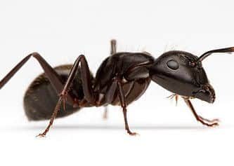 Black garden ant