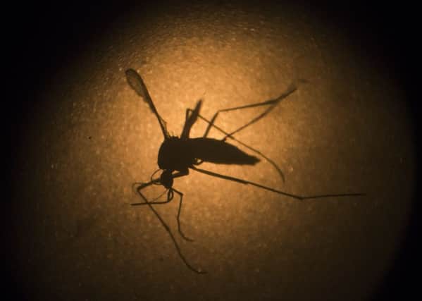 The mosquito behind the Zika virus seems to operate like a heat-driven missile of disease.