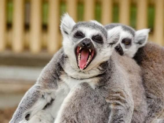 Lemur