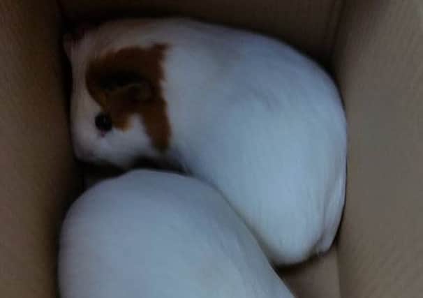 The guinea pigs that were found dumped in woodland at Heysham.