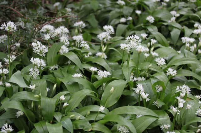 Council workers have mowed down wild flowers such as wild garlic (pictured) says a correspondent           Picture: Sebastian Oake