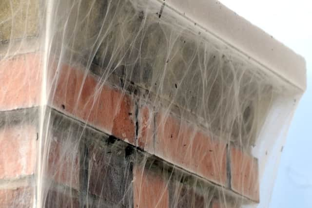 Moth caterpillars have devoured bushes and covered walls and fences in cobweb-like silk in Buckshaw Village