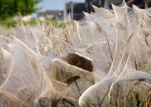 Moth balled: Caterpillars have devoured bushes and covered walls and fences in cobweb-like silk in Buckshaw Village