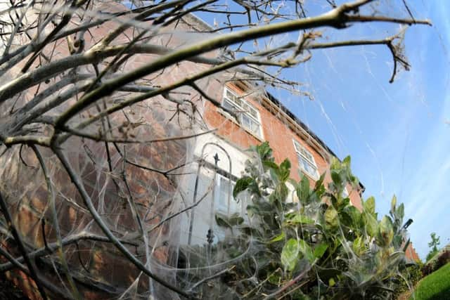 Moth caterpillars have devoured bushes and covered walls and fences in cobweb-like silk in Buckshaw Village