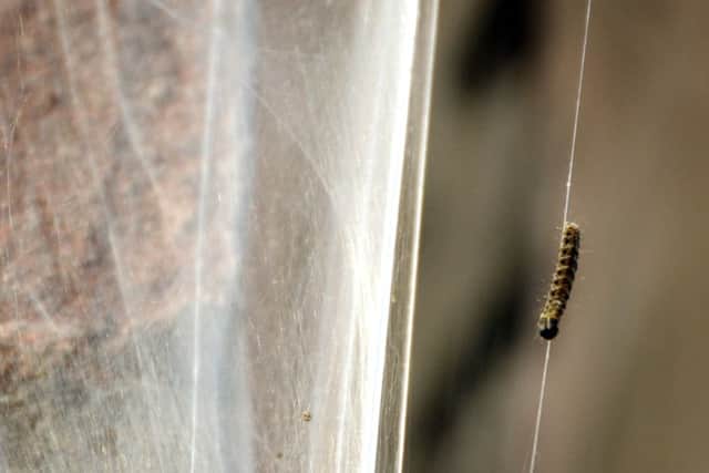 Moth caterpillars have devoured bushes and covered walls and fences in cobweb-like silk in Buckshaw Village