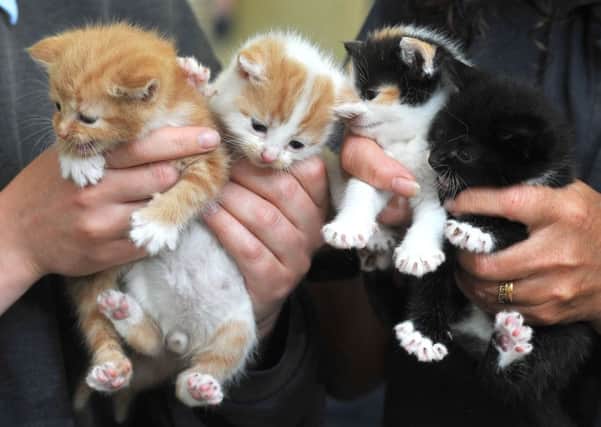 Photo Neil Cross
The four kittens abandonned with their mother outside the RSPCA Preston,