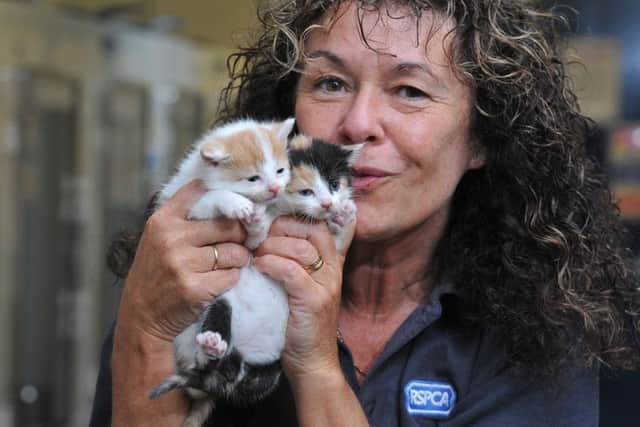 Photo Neil Cross
Heather Bamber, Animal Care Assistant at the RSPCA Preston, with two of the four kittens abandonned with their mother