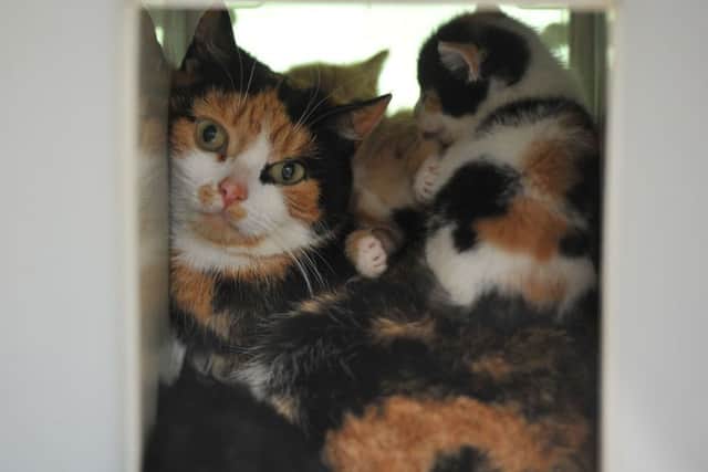 Photo Neil Cross
The four kittens abandonned with their mother outside the RSPCA Preston,