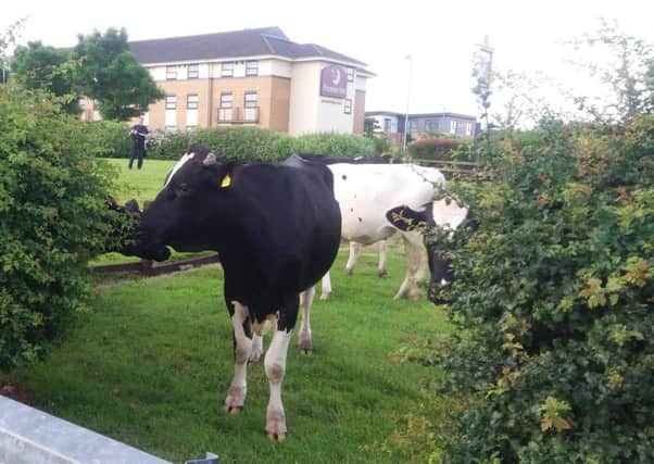 Cows near the motorway at Lostock Lane. Picture courtesy Lancs Road Police