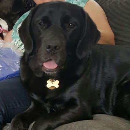 Thelma the guide dog belongs to Cheryl Johnson of Preston