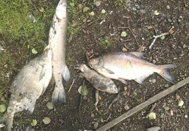 Dead fish found at Farington Lodges, June 2016