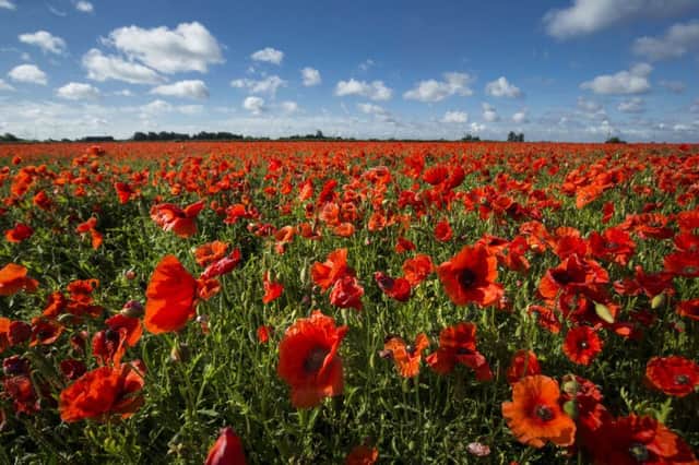 The Royal British Legion is seeking help with this years Poppy Appeal. See letter