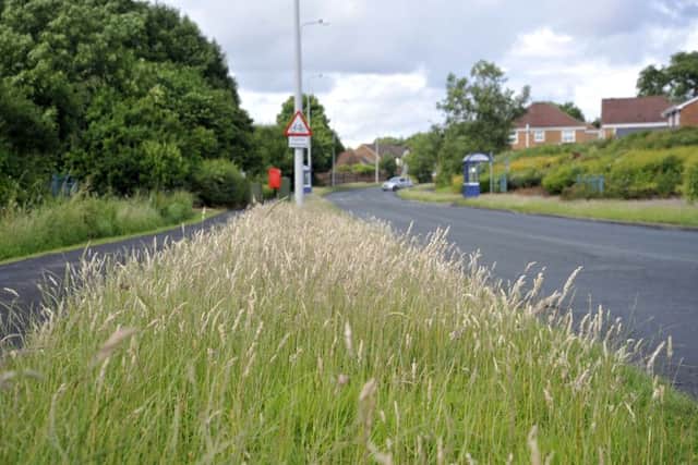 Long Grass on Merrytrees Lane, Cottam