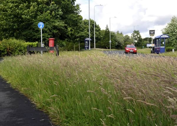 Long Grass on Merrytrees Lane, Cottam