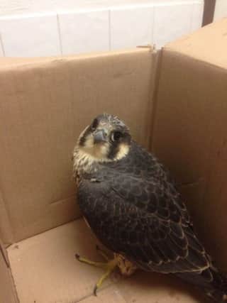 A baby falcon which lives in the chimney at Morrisons in Chorley. It was rescued by resident Marie Fuller after it became injured. CREDIT: Marie Fuller