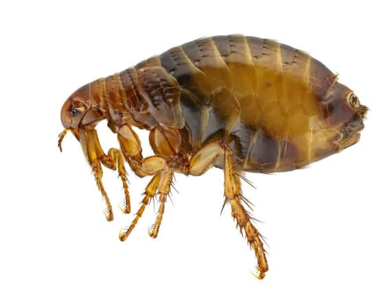 Five million homes in the UK are at risk of flea infestation