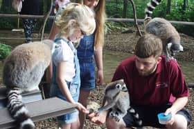 Feeding the Lemurs at the Lakeland Wildlife Oasis