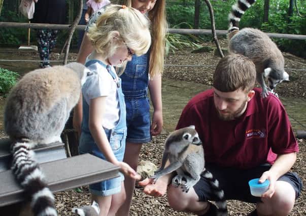 Feeding the Lemurs at the Lakeland Wildlife Oasis