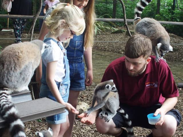 Feeding the Lemurs at the Lakeland Wildlife Oasis