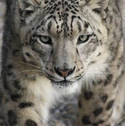 Snow leopard at Lakeland Wildlife Oasis