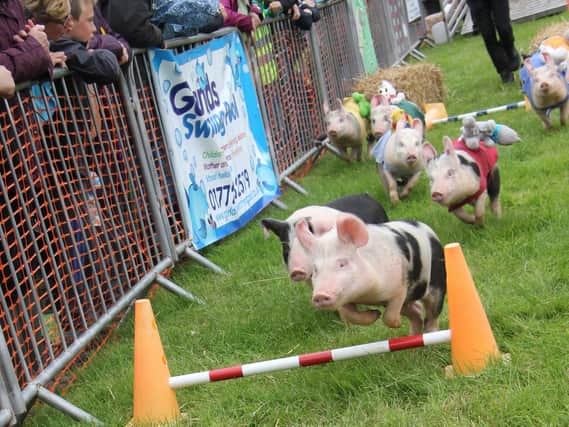 Piglets racing
