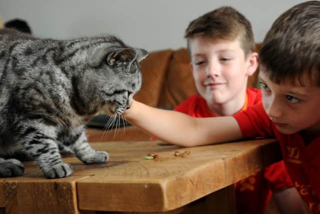 LEP  - REAL LIFE STORY  22-07-16
Willow the cat, pictured with her family in Euxton - she has recovered from 11-days without food and water after accidentally getting into a strangers car who went on holiday, she was found in the car at Manchester Airport.