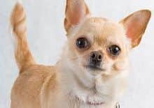 POPULAR: Chihuahuas, Jack Russells and Staffordshire bull terriers are among thieves top targets