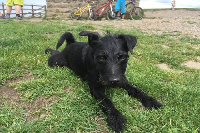 Patterdale terrier Dory who belongs to Emma Baines from Penwortham was reportedly attacked by another dog at Rivington Pike