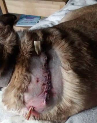 Collie Cross Sammi belonging to Bryan Campbell from Chorely was reportedly attacked by another dog in Tatton Recreation Ground
