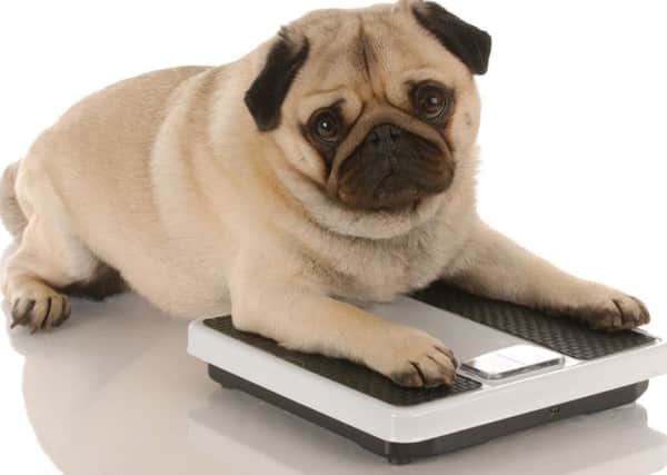 Is your dog overweight?