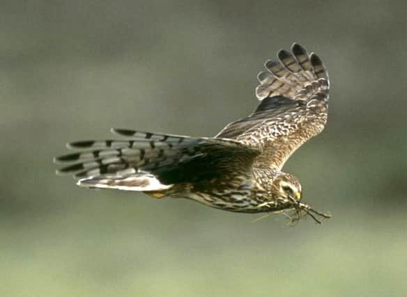 Banning driven grouse shooting could lead to an increase in hen harriers says a reader
