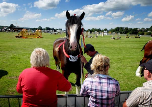 The 2015 Royal Lancashire Show at Salesbury in Ribchester
Shire Horses
