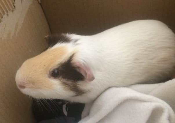 A family in Penwortham are trying to help this lost guinea pig find his owner.