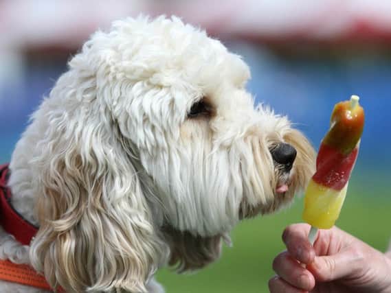 Make sure you keep your pet cool this summer
