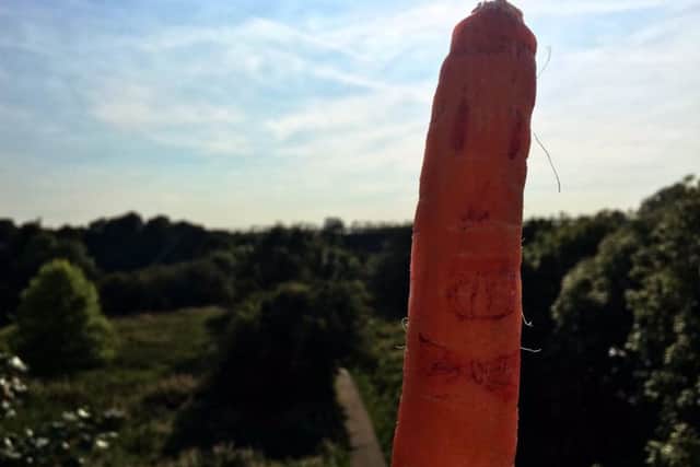 PICS: Benjamin Wareing
The strange appearence of carrots with faces in Avenham Park, Preston