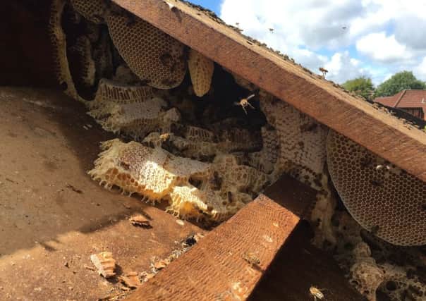 Undated handout photo issued by the Tree Bee Society as they remove more than 100,000 bees from Rookwood Hospital in Cardiff  after honey was seen dripping down the walls. PRESS ASSOCIATION Photo. Issue date: Wednesday August 17, 2016. See PA story ANIMALS Bees. Photo credit should read: Tree Bee Society /PA Wire