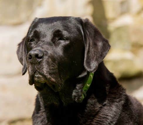 Thomas - an 11 year-old Labrador with chronic osteoarthritis from Preston - is one of the first dogs to benefit from pioneering stem cell therapy. The surgery was performed at Hillcrest Animal Hospital in Chorley.