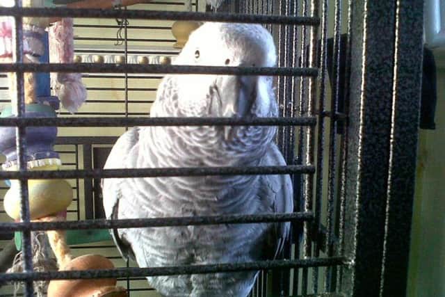 A Chorley family is thanking thousands of people who helped their campaign to find their lost parrot, Rosie in Chorley.Pictured: Rosie.