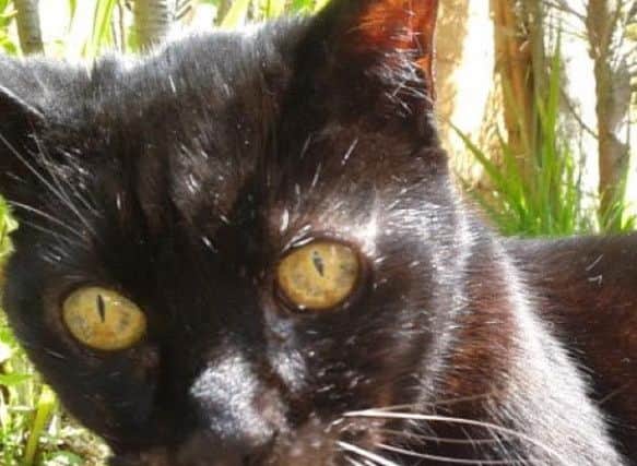 Henri, the cat which inspired singer-songwriter Charlotte Lily from Penwortham