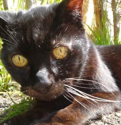 Henri, the cat which inspired singer-songwriter Charlotte Lily from Penwortham