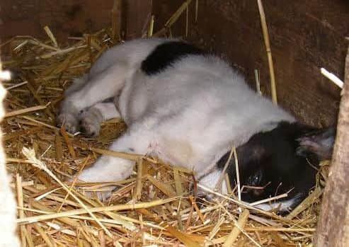 A puppy at the 'farm'