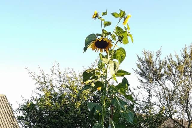 Leigh Wylie-Jenkinson's sunflower