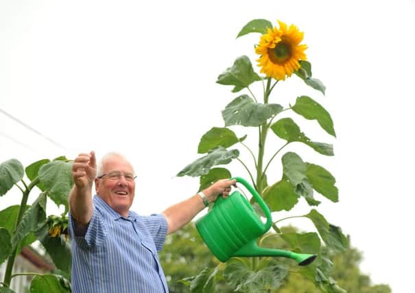 Robert Smith  has grown an 11ft9" sunflower