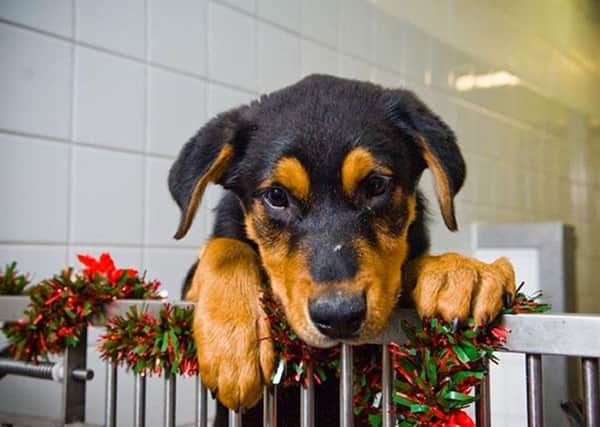 An amnesty has been called to allow dog boarders time to apply for a licence