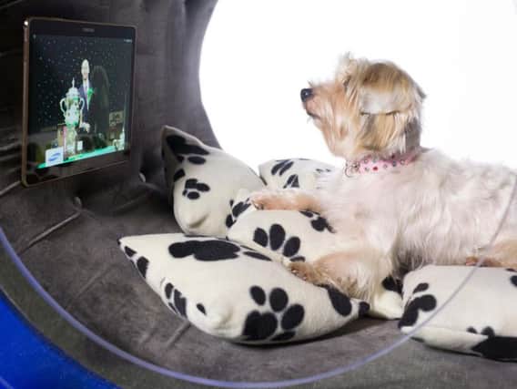 Gracie, a terrier cross, watches television in the Samsung Dream Doghouse